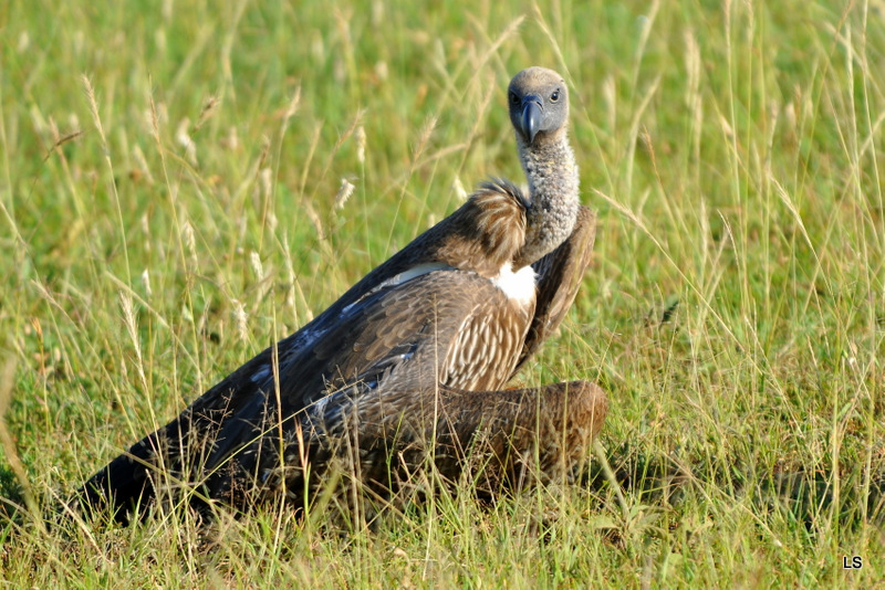Vautour africain/African White-backed Vulture (5)