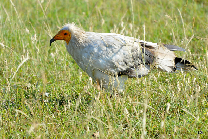 Percnoptère/Egyptian Vulture (1)