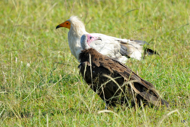 Percnoptère et vautour charognard (1)