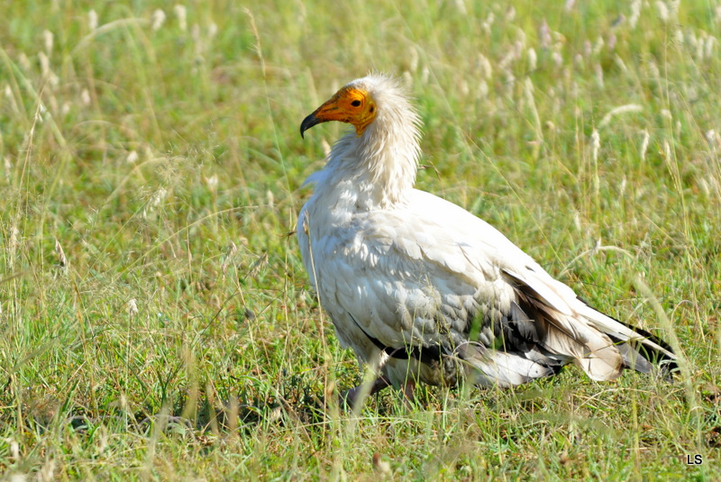 Percnoptère/Egyptian Vulture