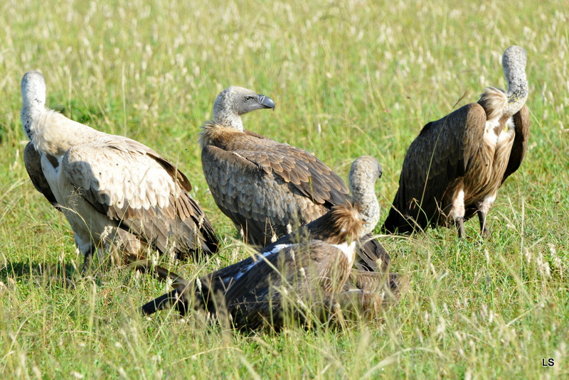 Vautour africain/African White-backed Vulture (6)