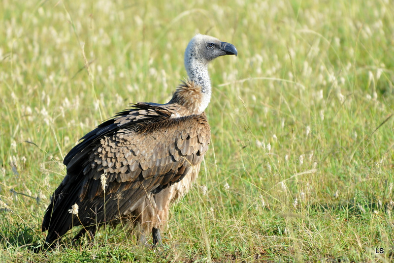Vautour africain/African White-backed Vulture (7)