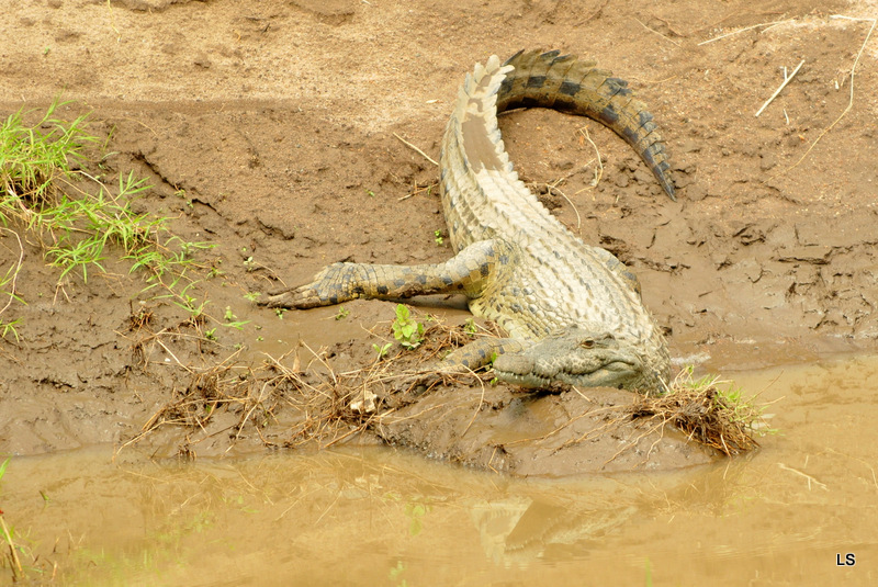 Crocodile (2)