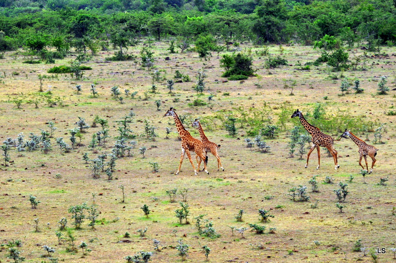Girafe/Giraffe (3)