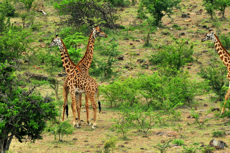 Girafe/Giraffe (6)