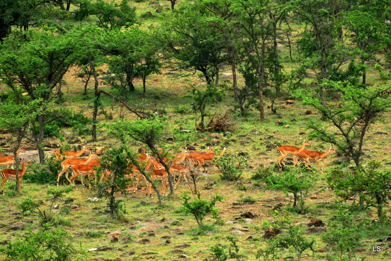 Impala (1)