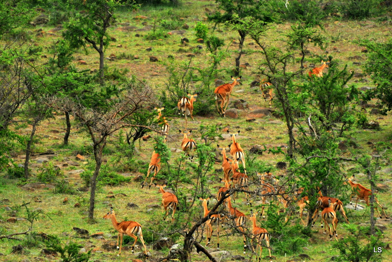 Impala (2)