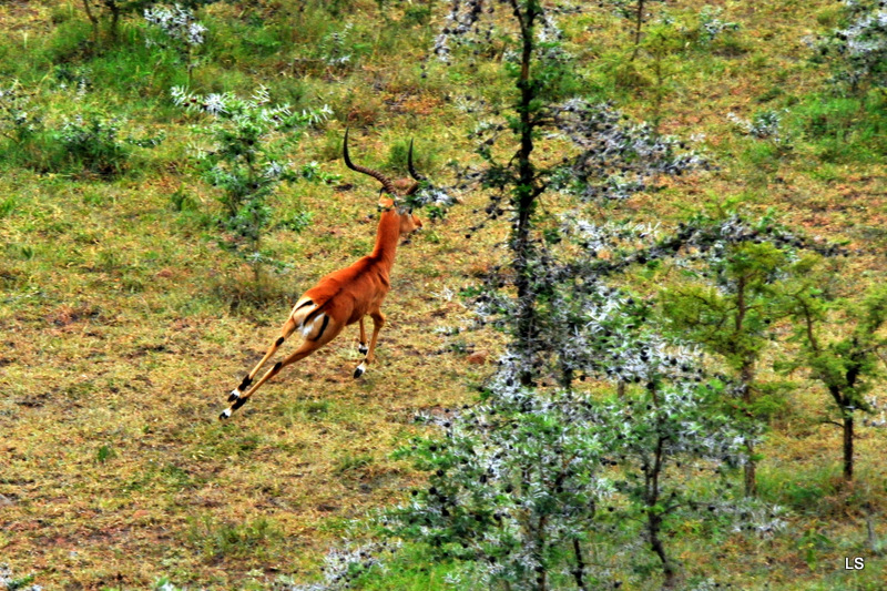 Impala (3)