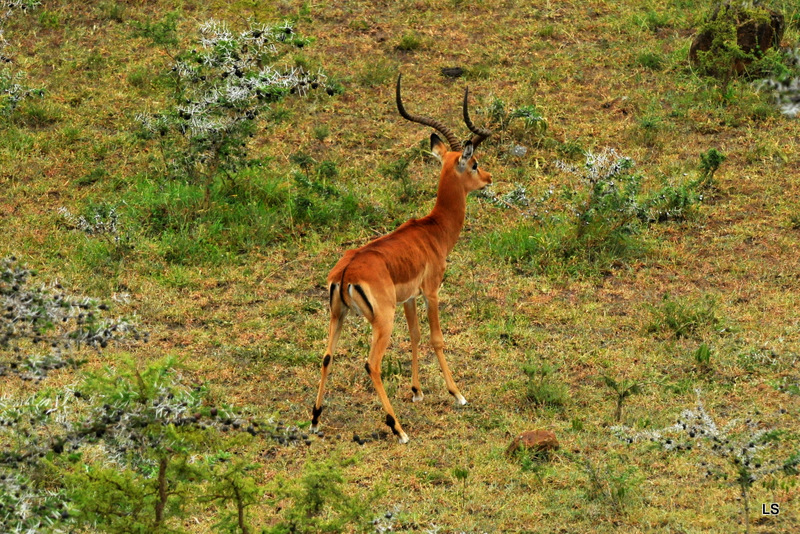 Impala (4)