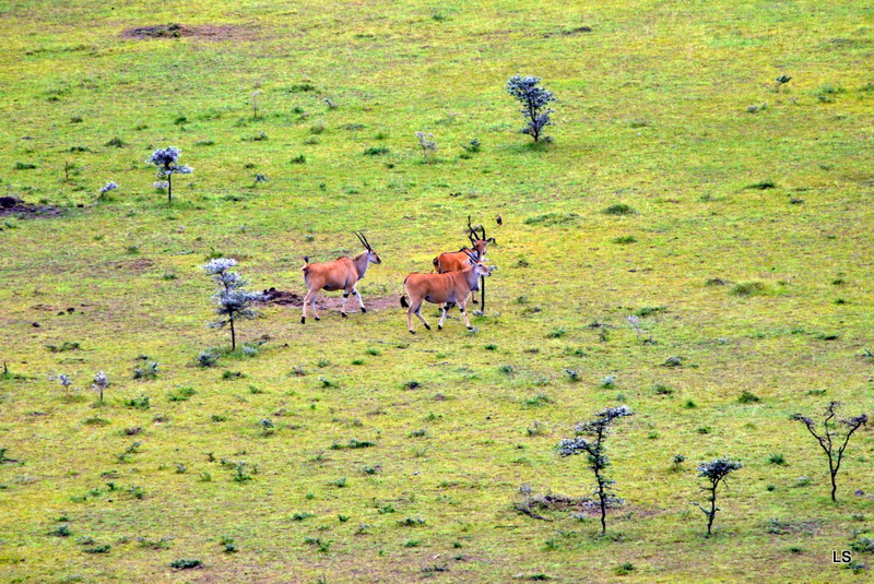 Eland du Cap/Cape Eland (1)