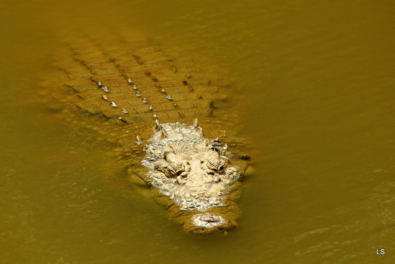 Crocodile (1)