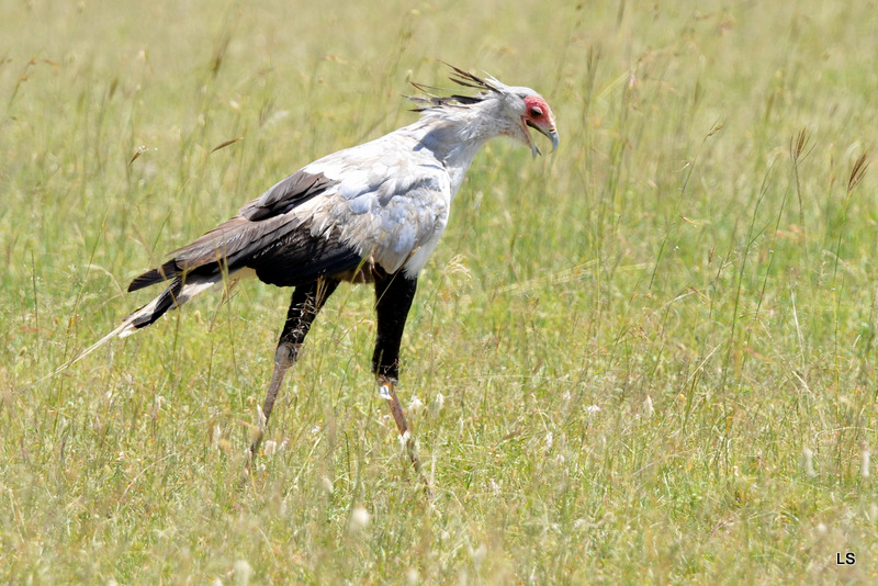 Serpentaire/Secretary Bird (2)