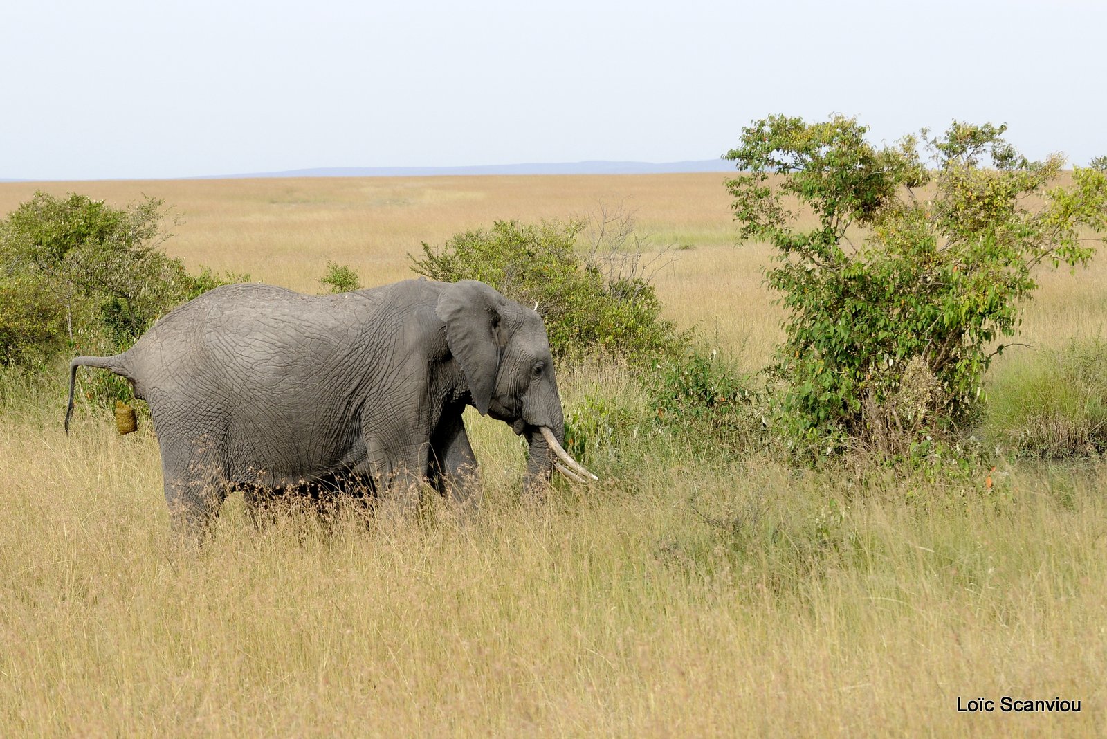 Eléphant (4)