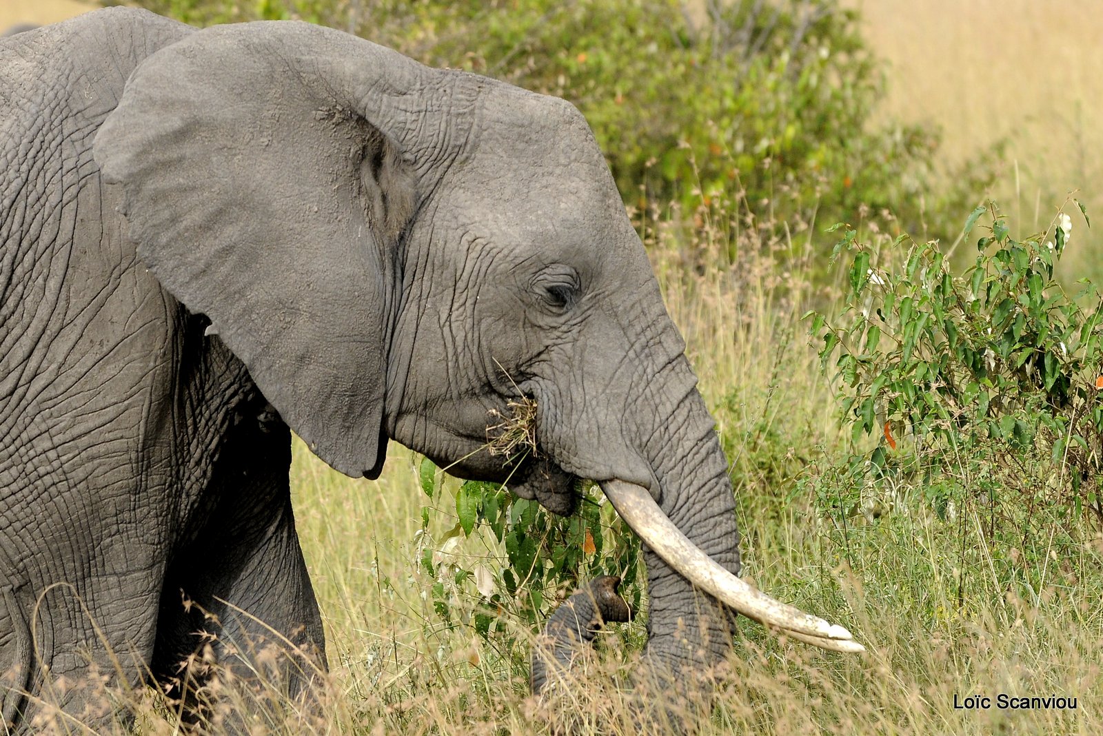 Eléphant (5)