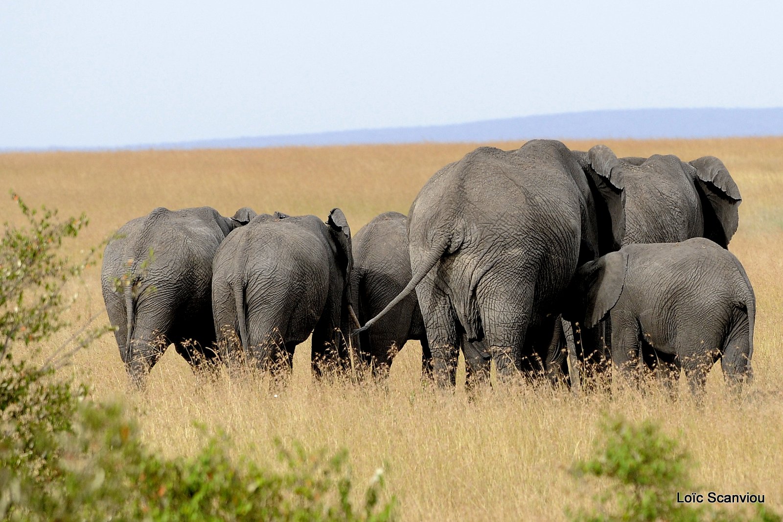 Eléphant (6)