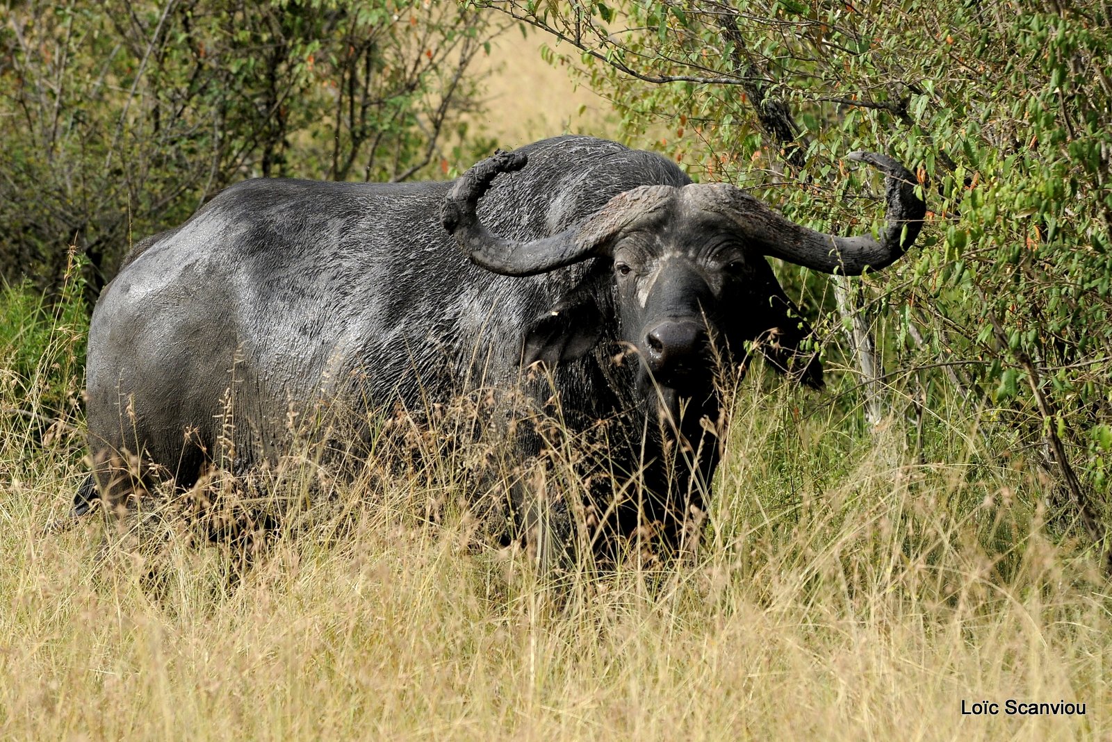 Buffle du Cap/Cape Buffalo (2)