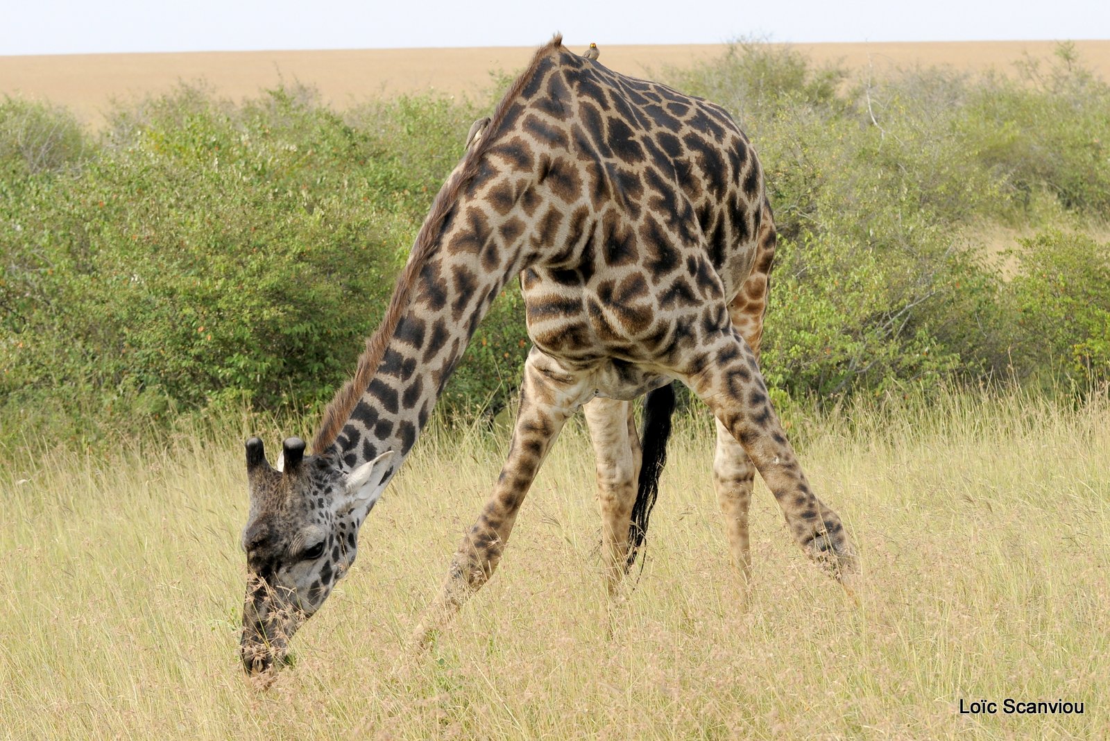 Girafe/Giraffe (3)