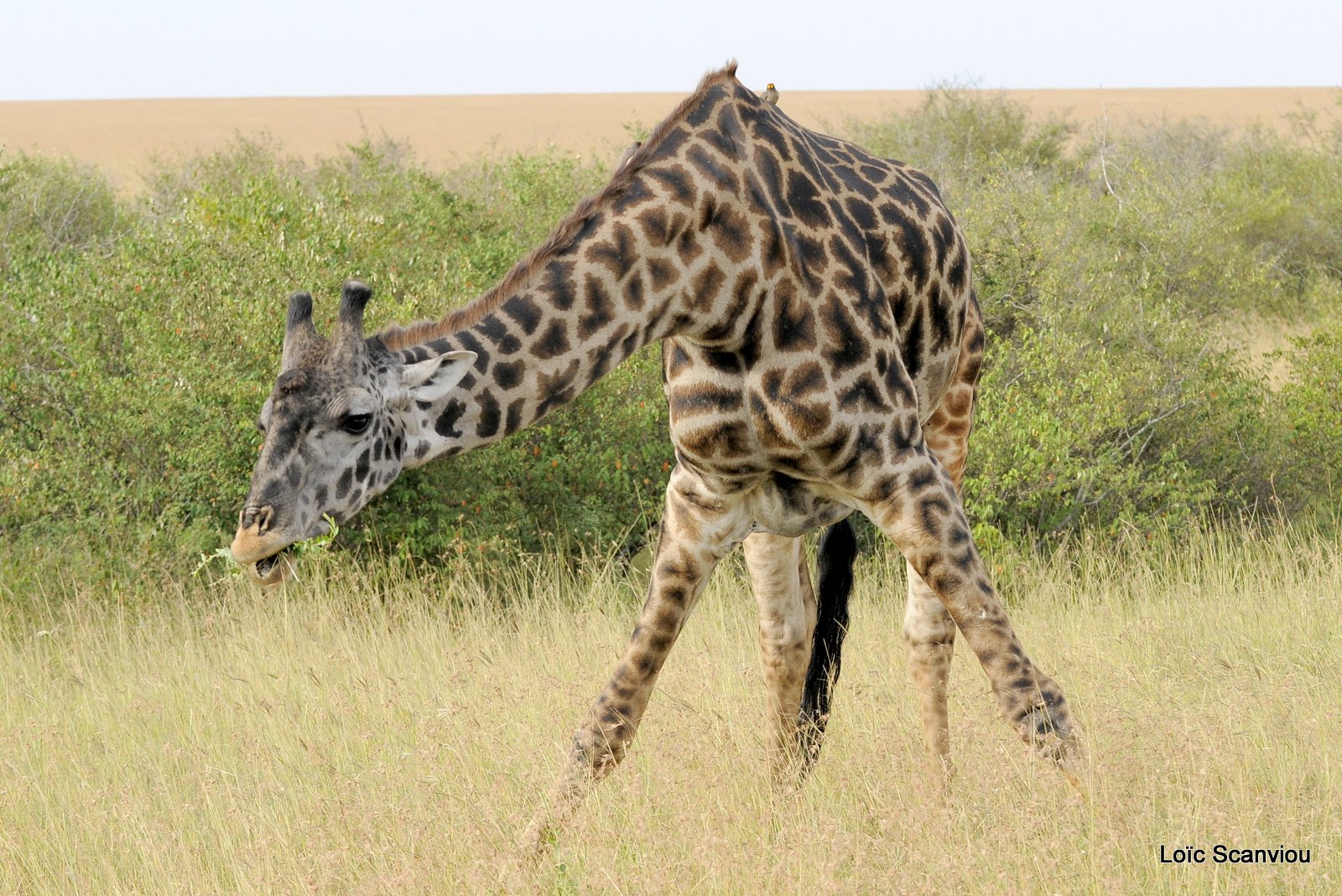 Girafe/Giraffe (4)