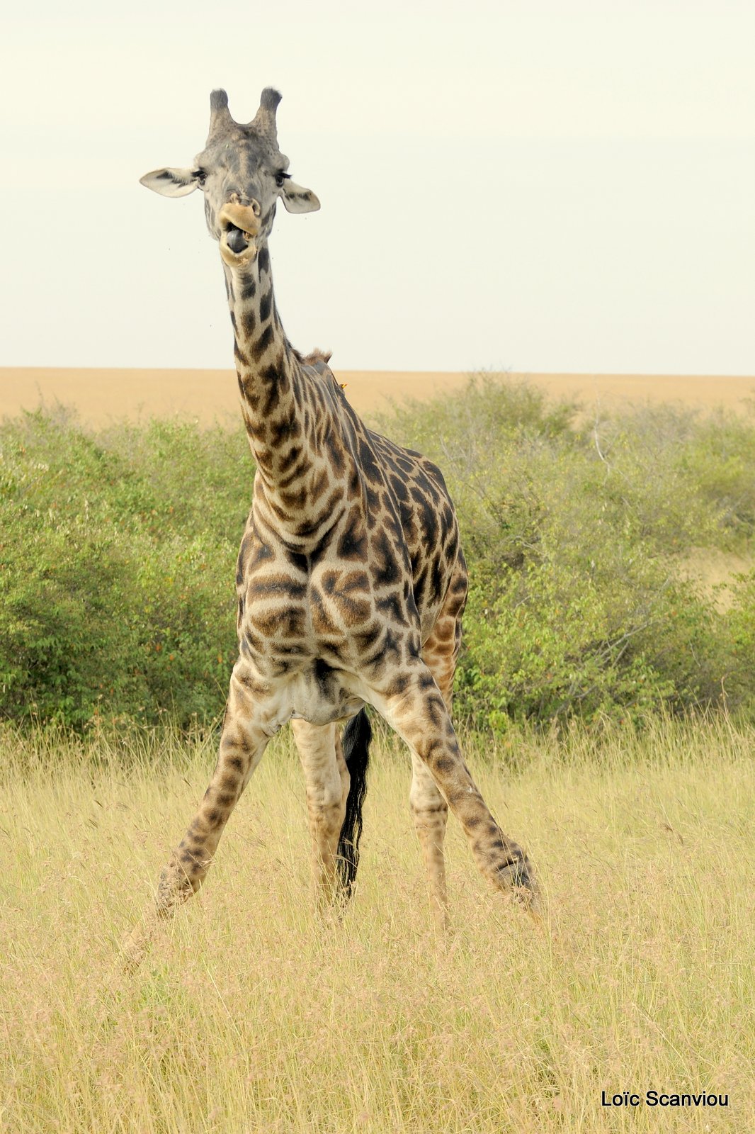 Girafe/Giraffe (5)