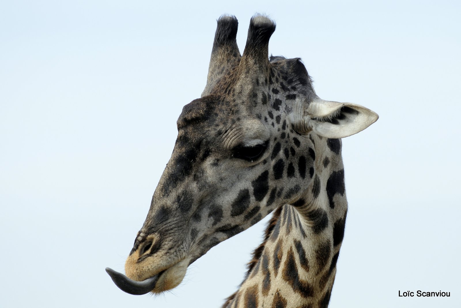 Girafe/Giraffe (6)