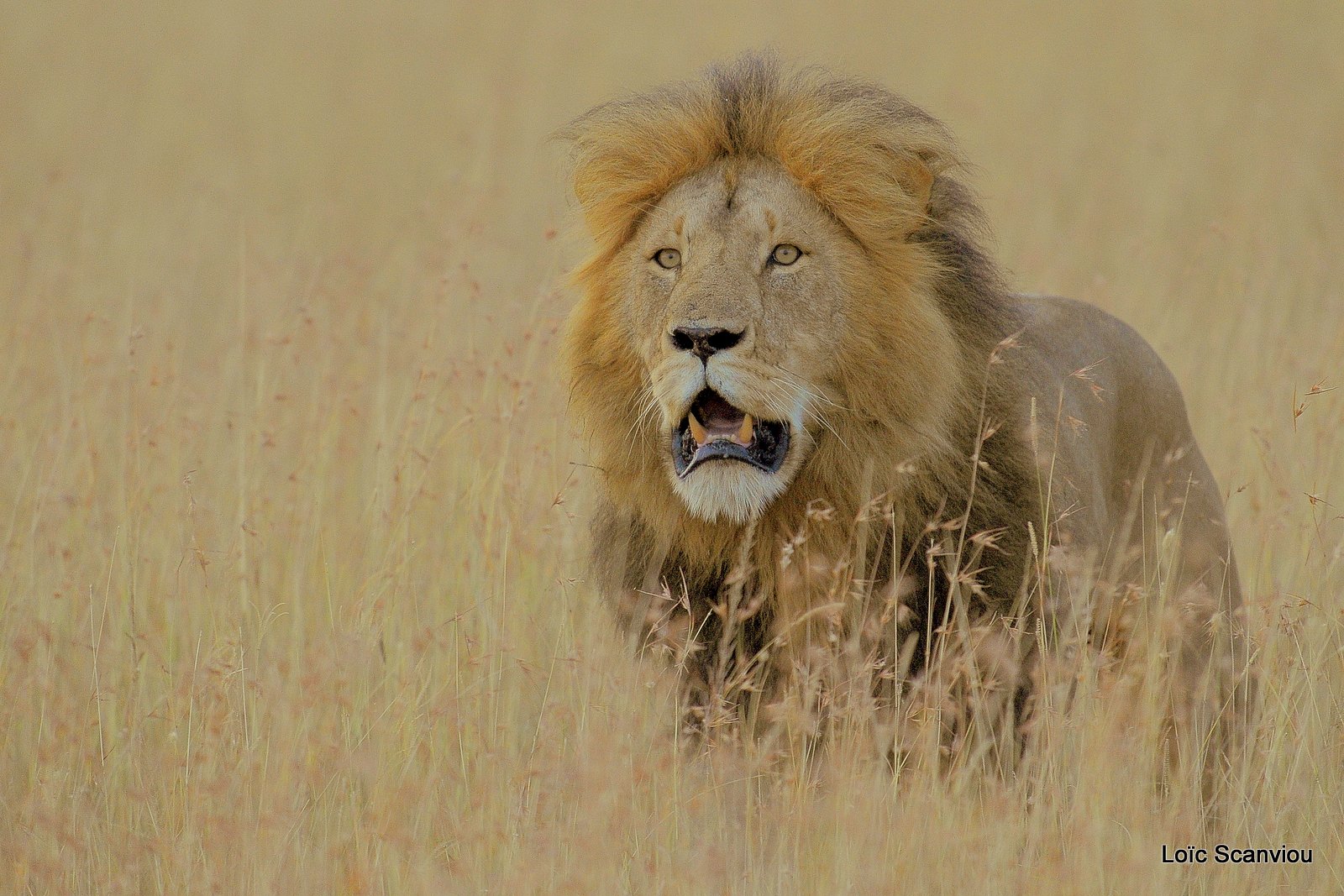 Lion (42)