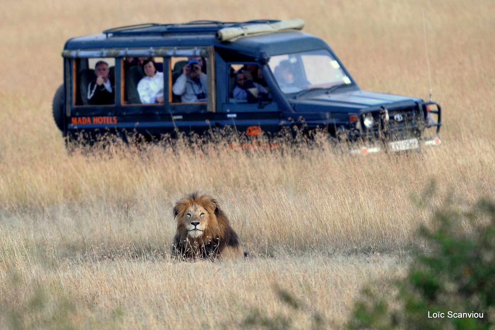 Lion (44)