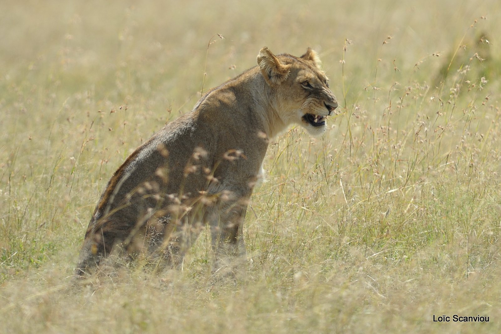 Lion (45)