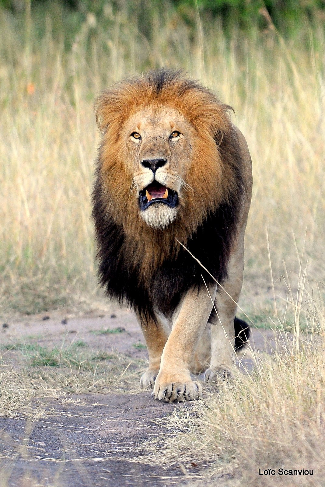 Lion (46)