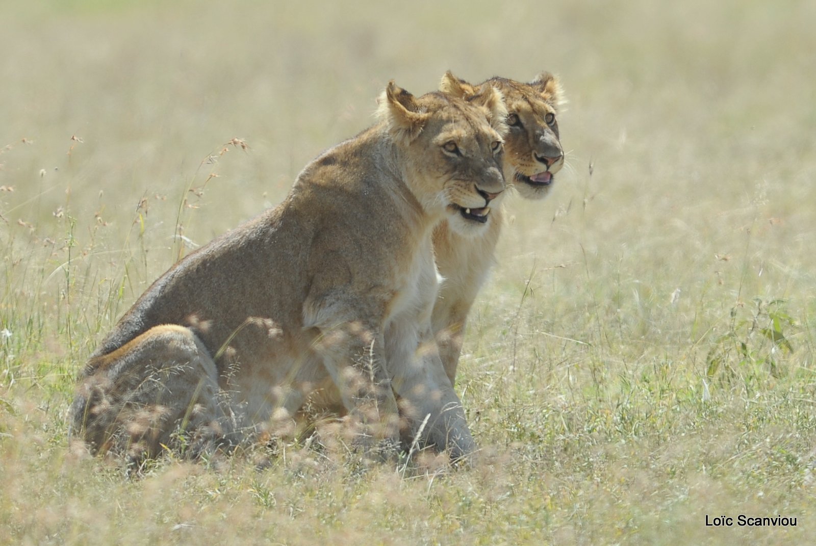 Lion (47)