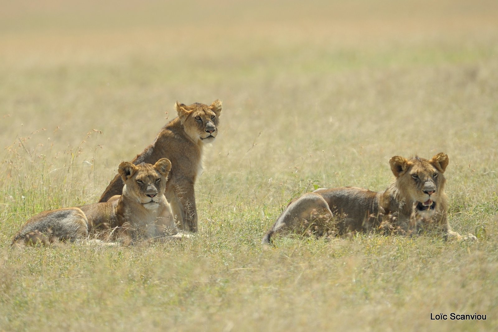 Lion (49)