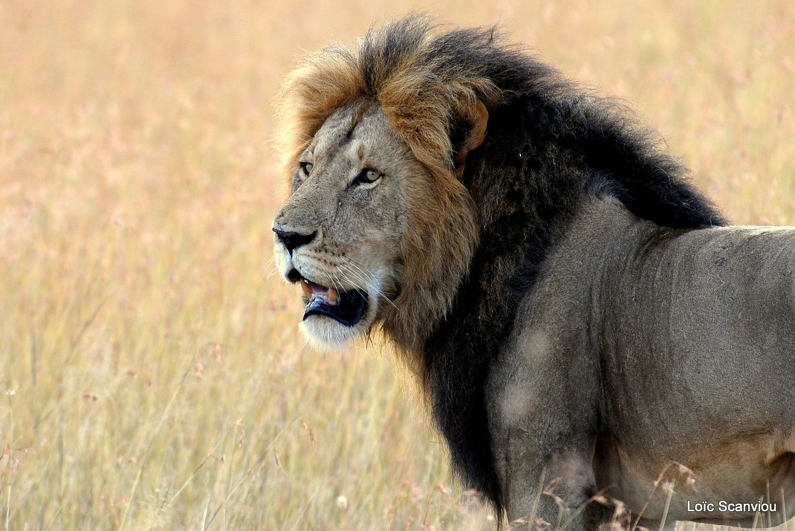 Lion (50)