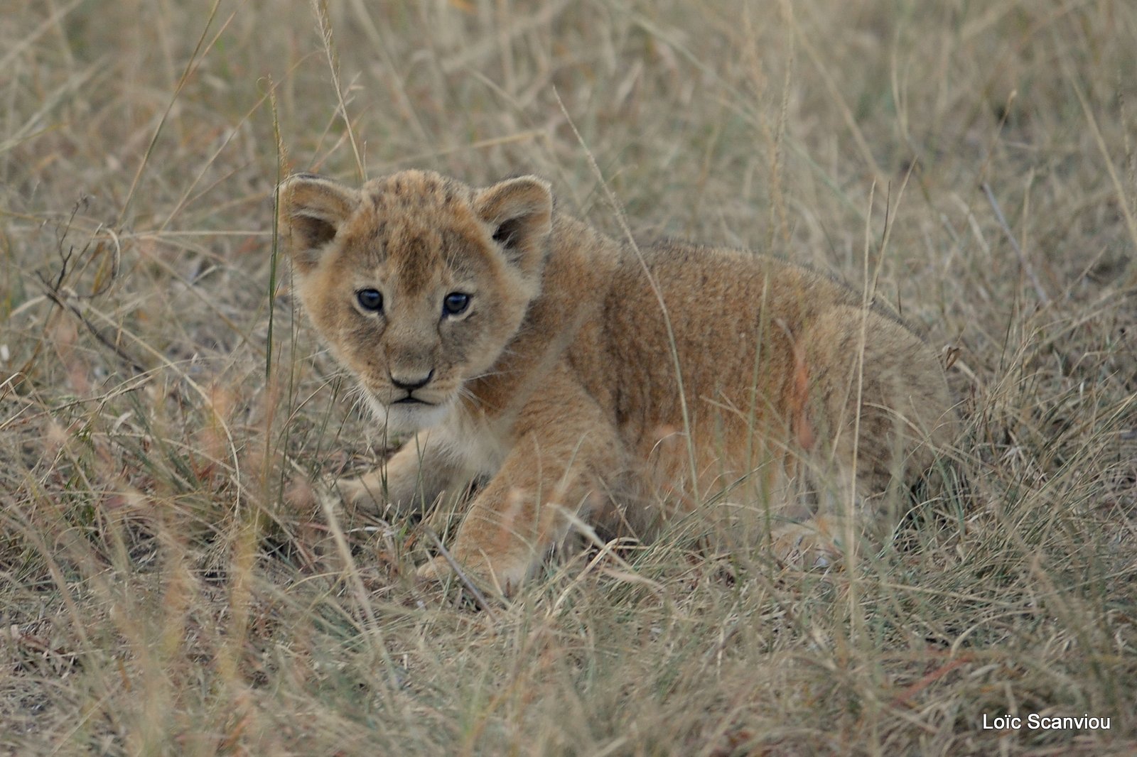 Lion (51)