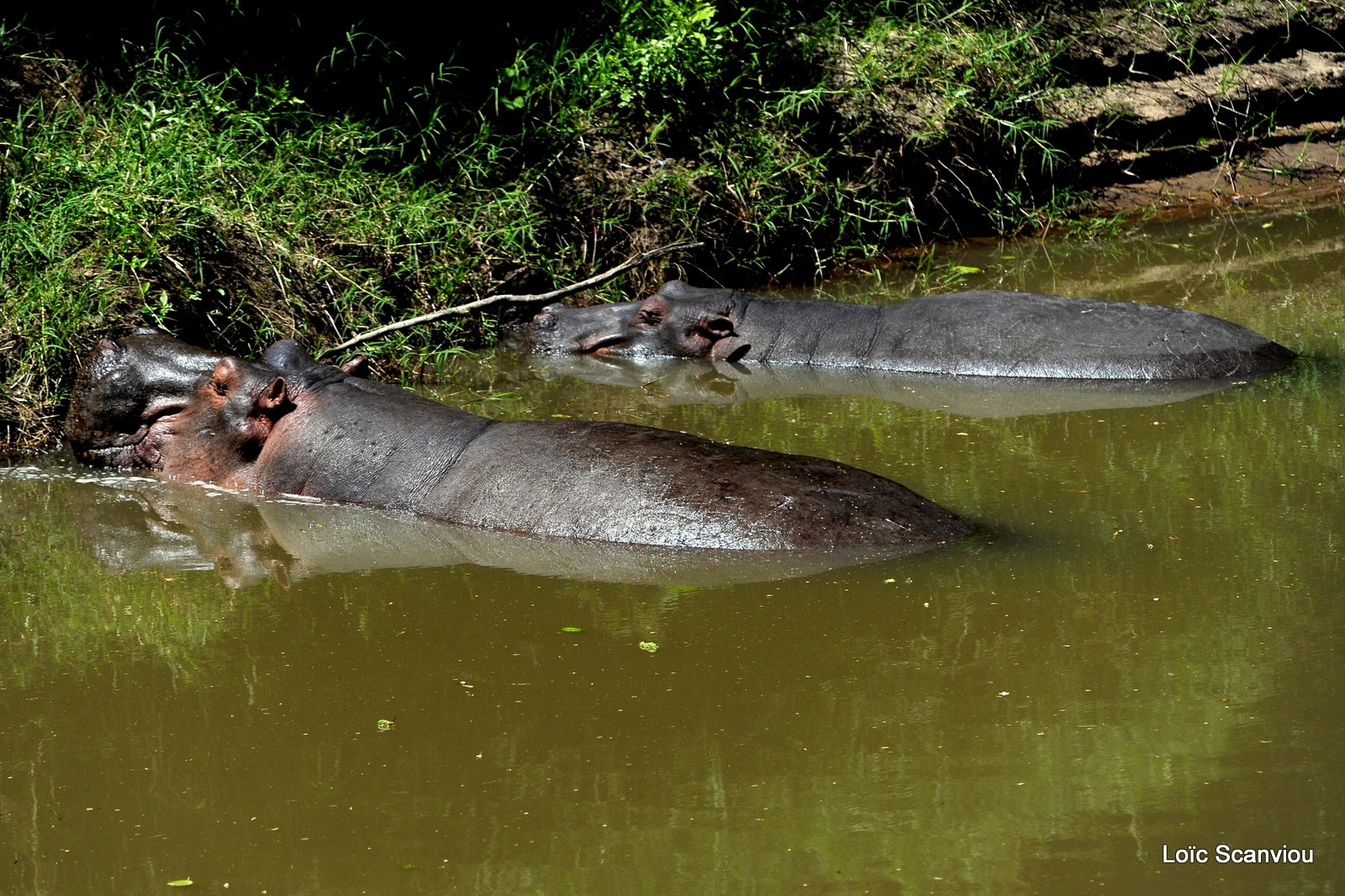 Hippopotame/Hippopotamus (13)
