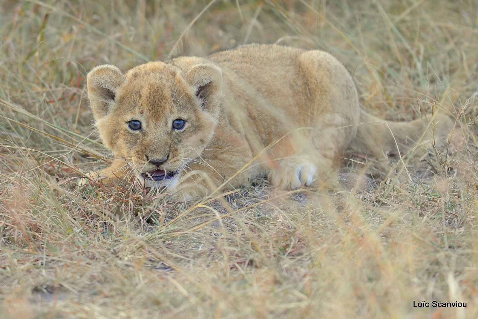 Lion (52)