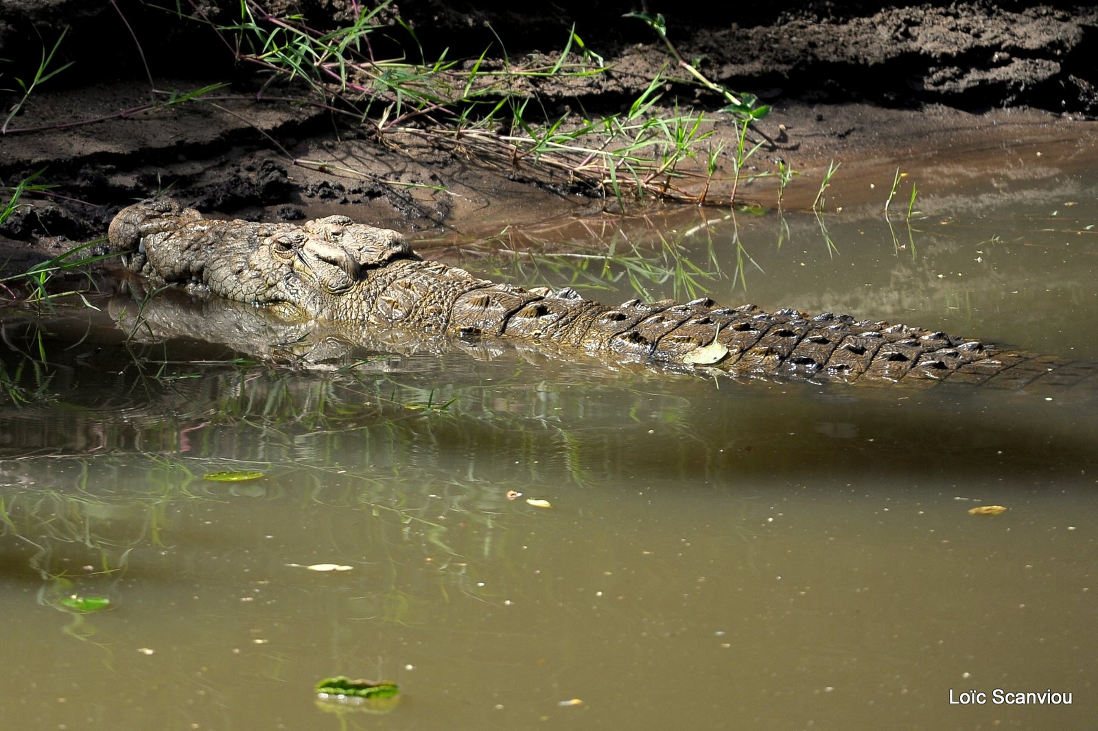 Crocodile (1)
