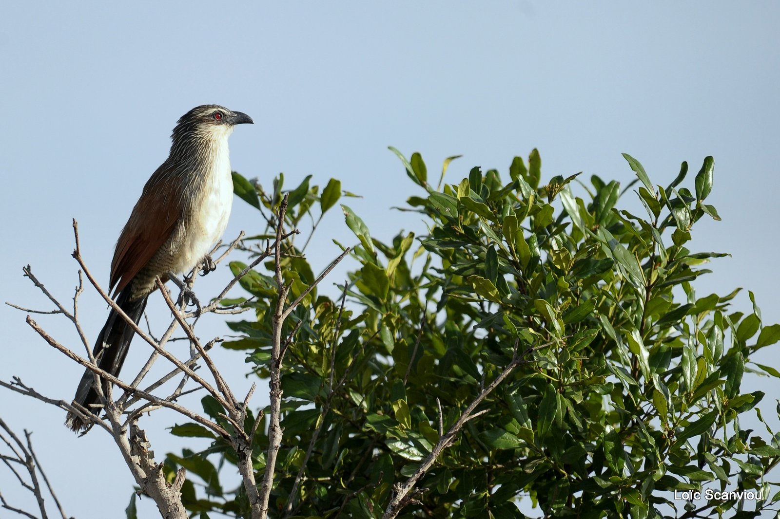 Coucal à sourcils blancs/White-browed Coucal (1)