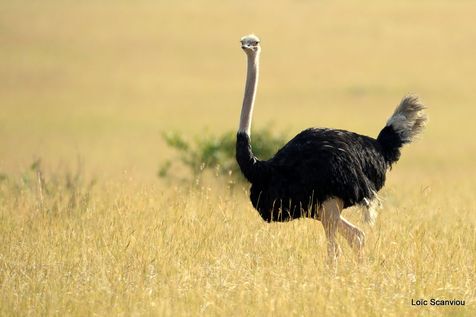 Autruche/Ostrich (1)