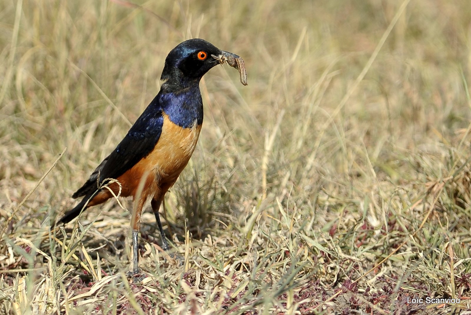 Choucador de Hildebrandt/Hildebrandt's Starling (1)