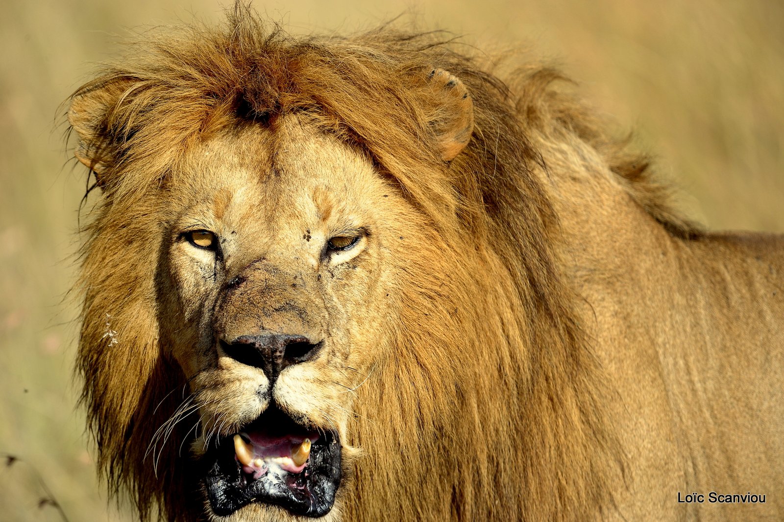 Lion (54)