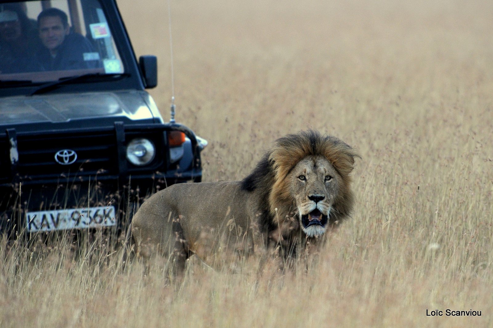 Lion (55)