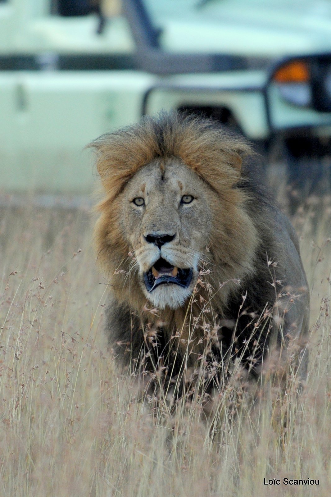 Lion (57)