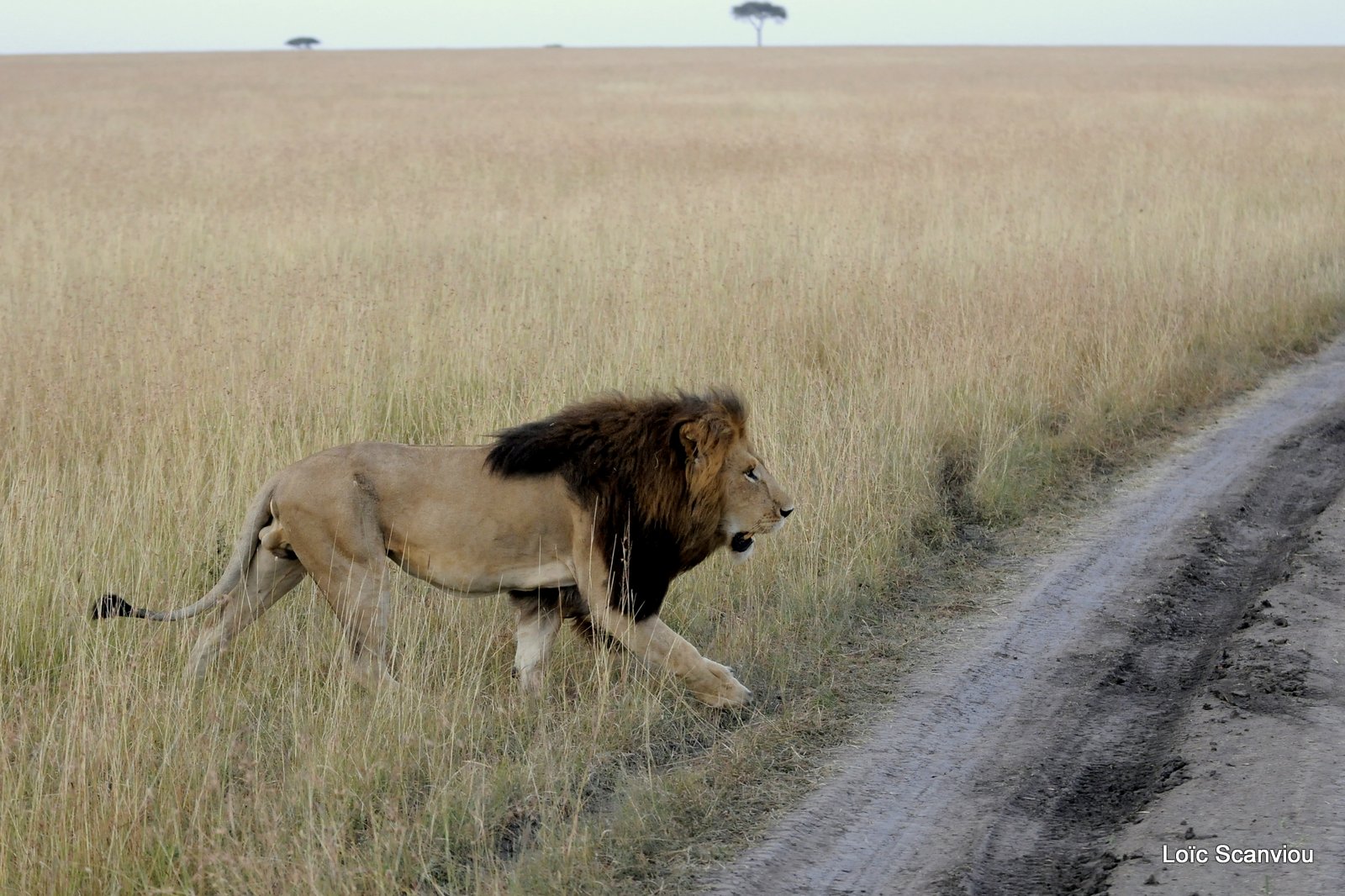 Lion (58)