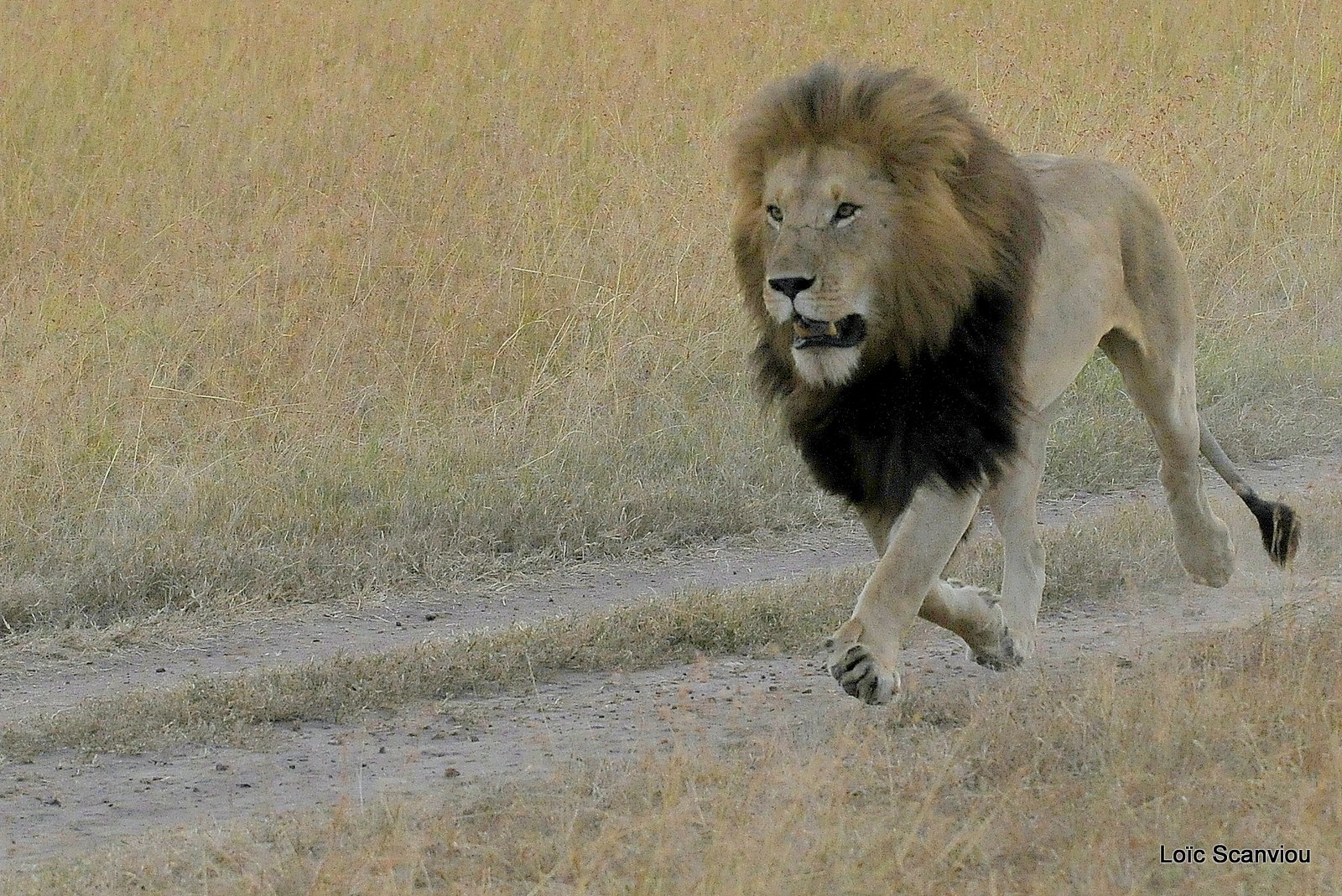 Lion (59)