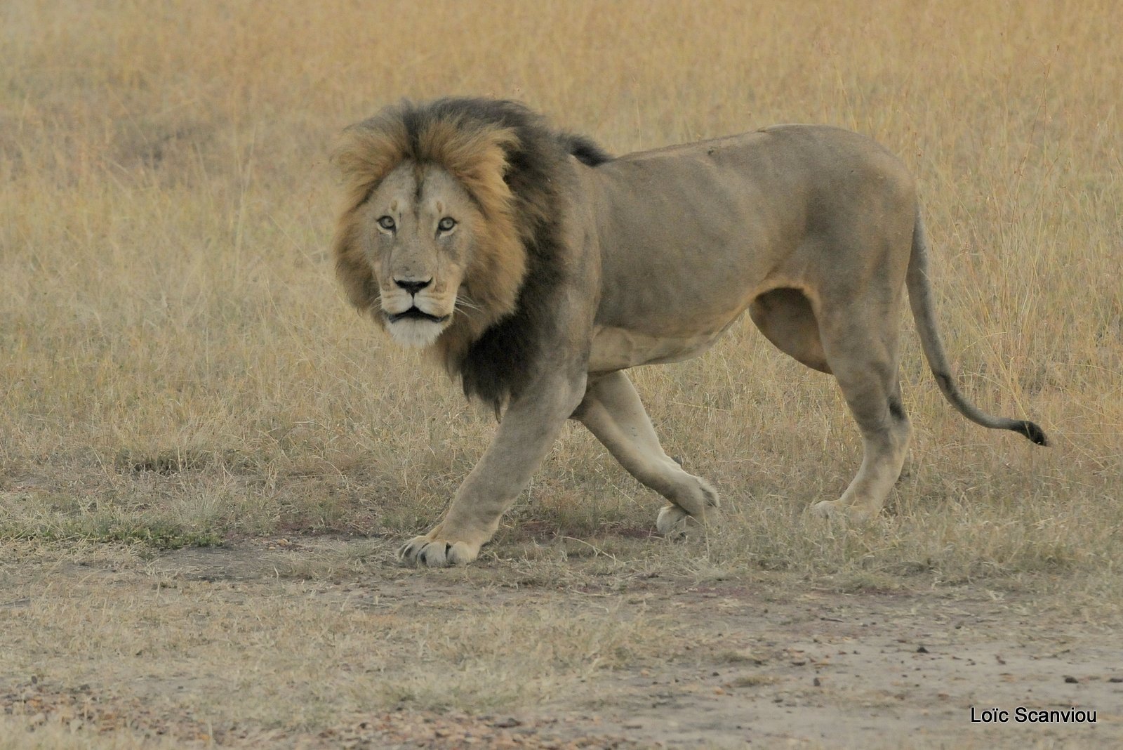 Lion (60)