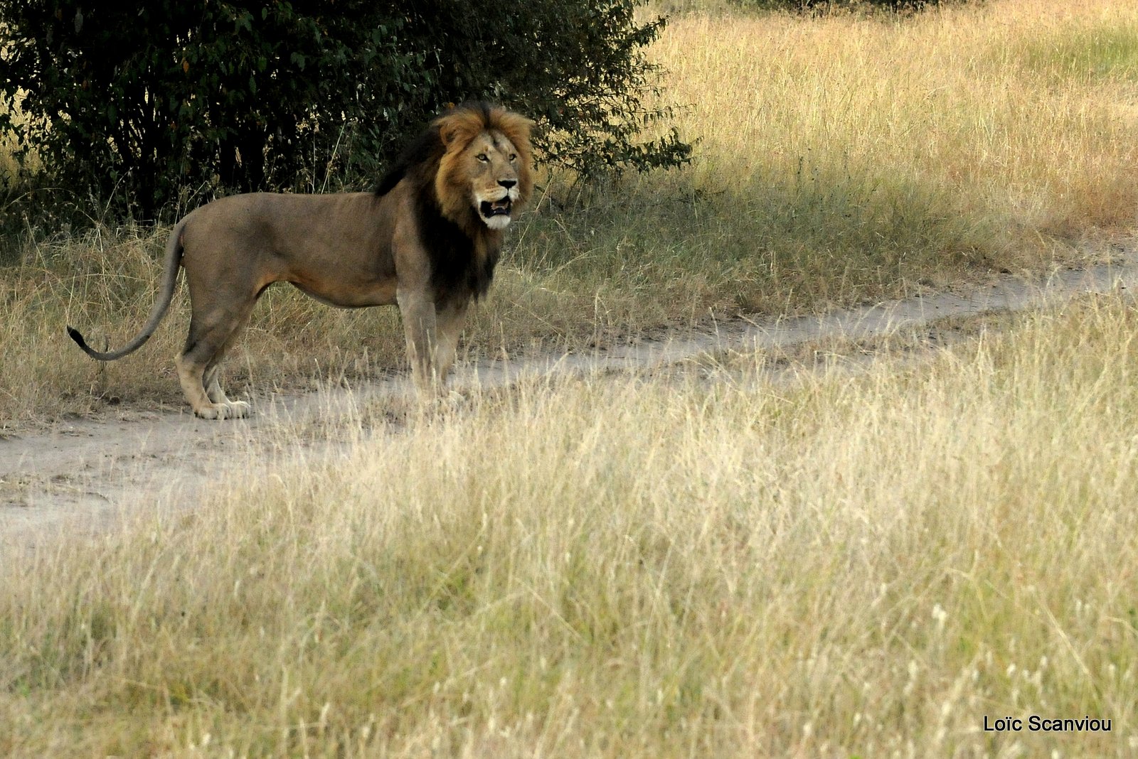 Lion (61)
