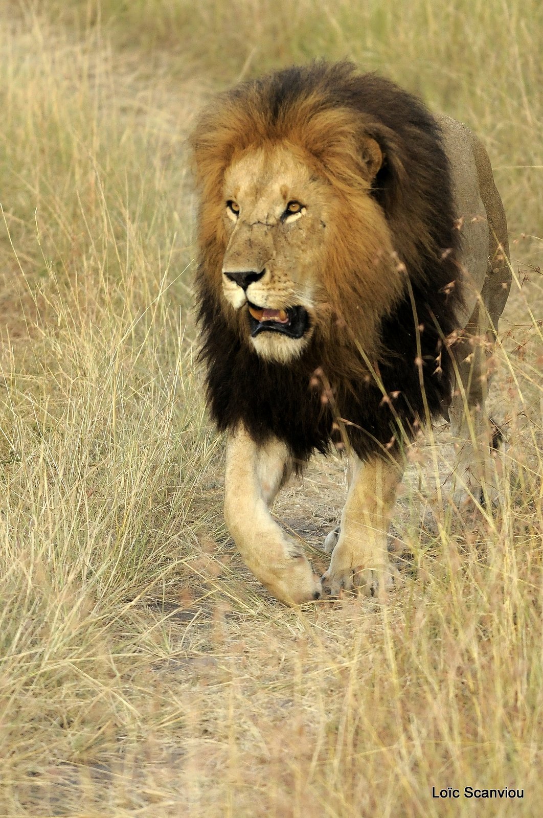 Lion (62)