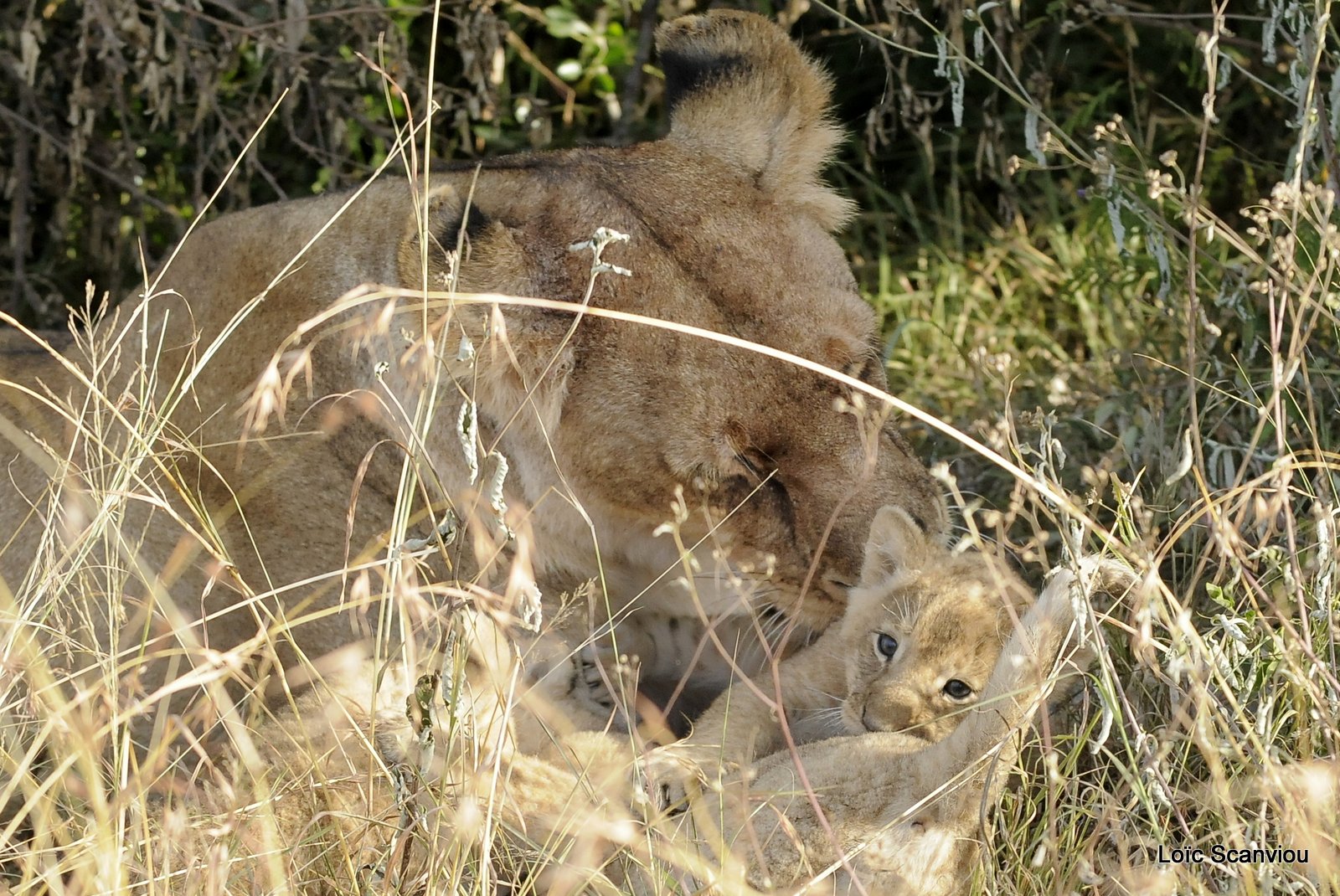 Lion (65)