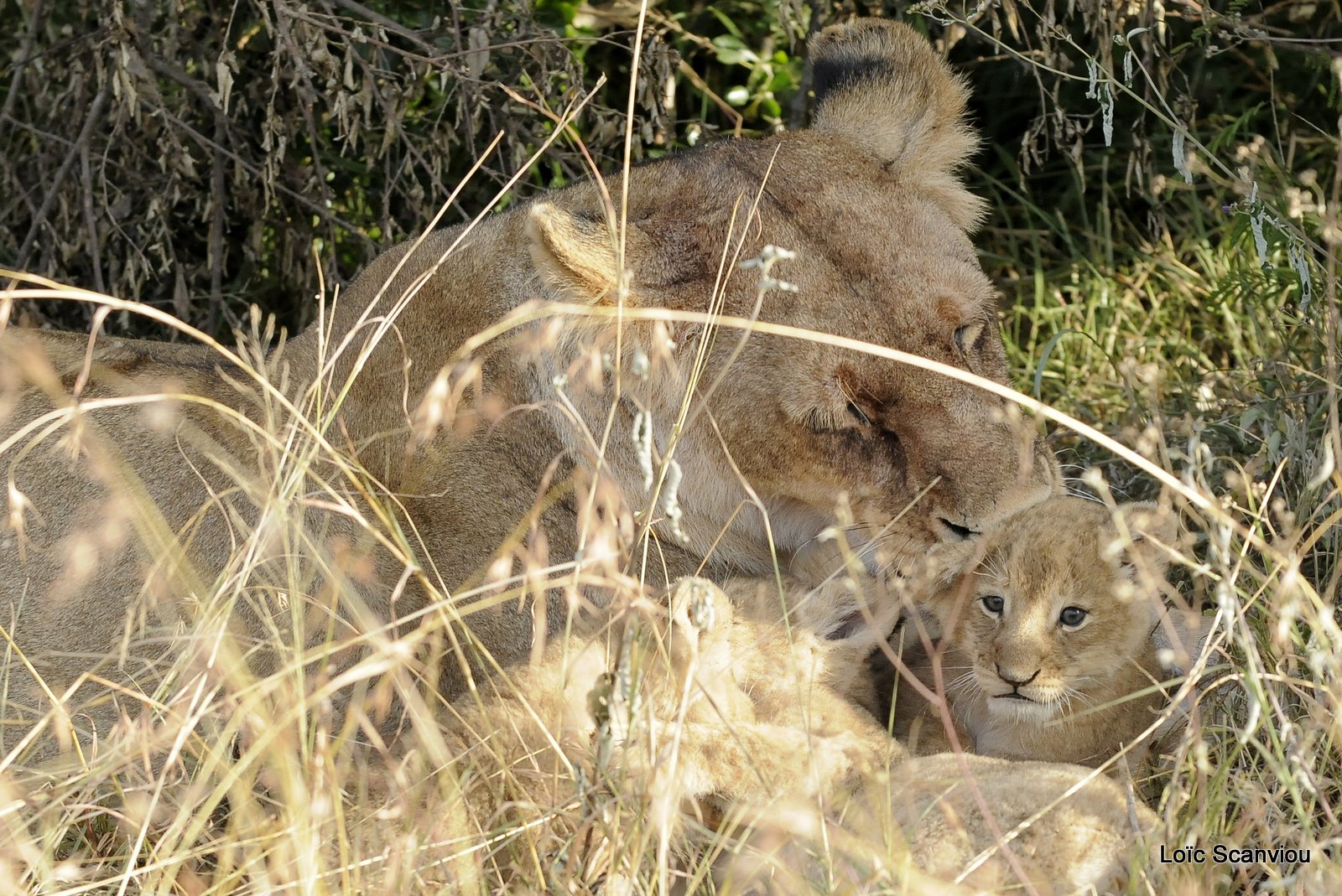 Lion (66)