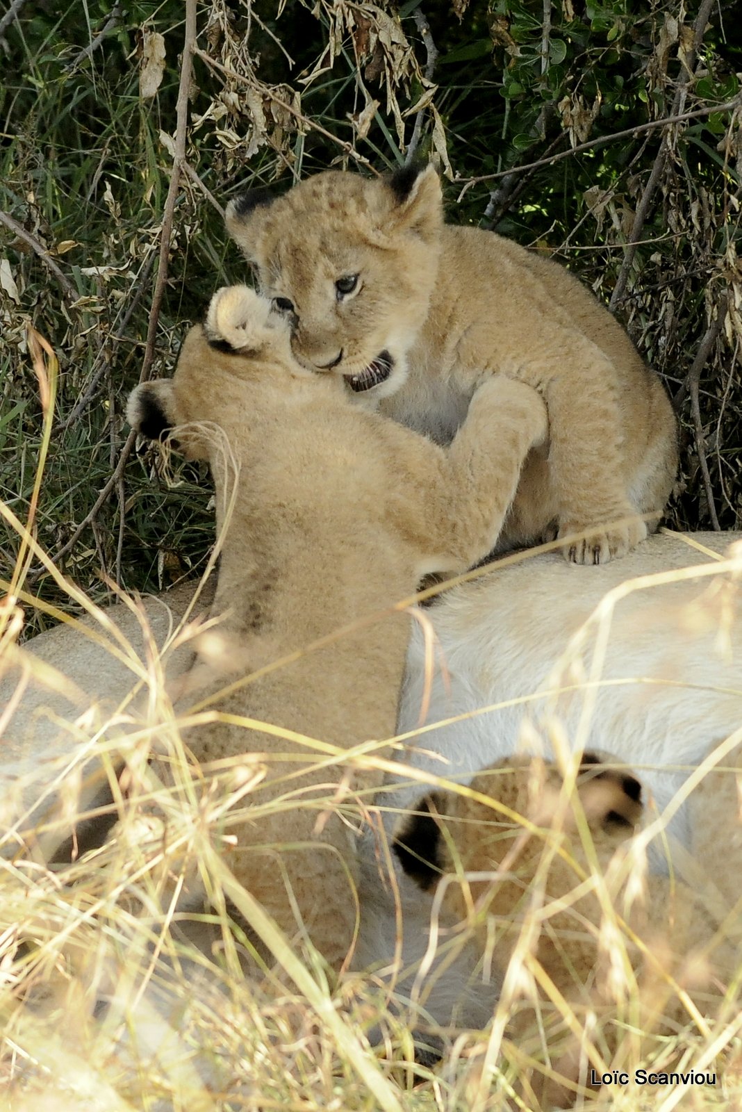 Lion (69)