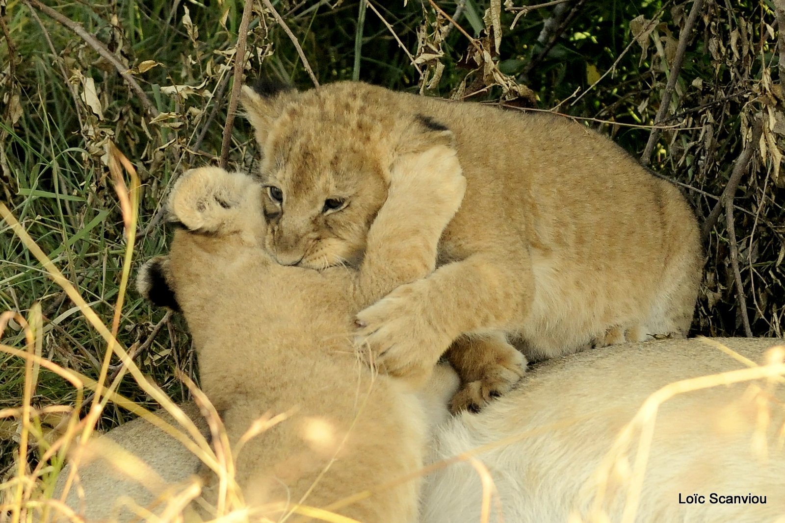 Lion (70)